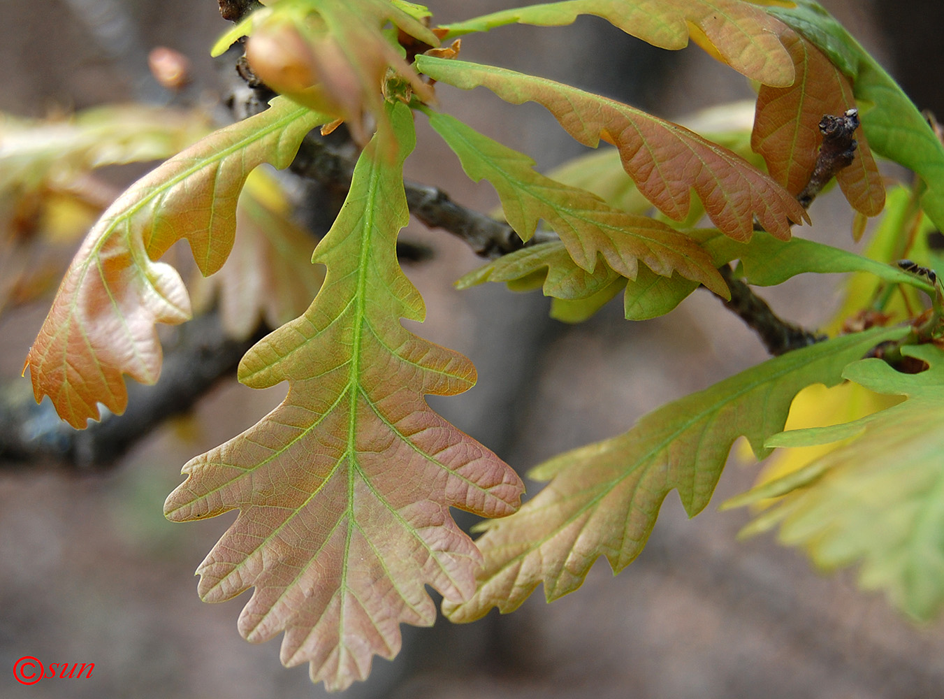 Изображение особи Quercus robur.