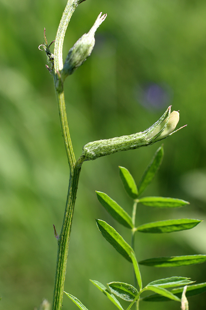 Image of Astragalus angreni specimen.