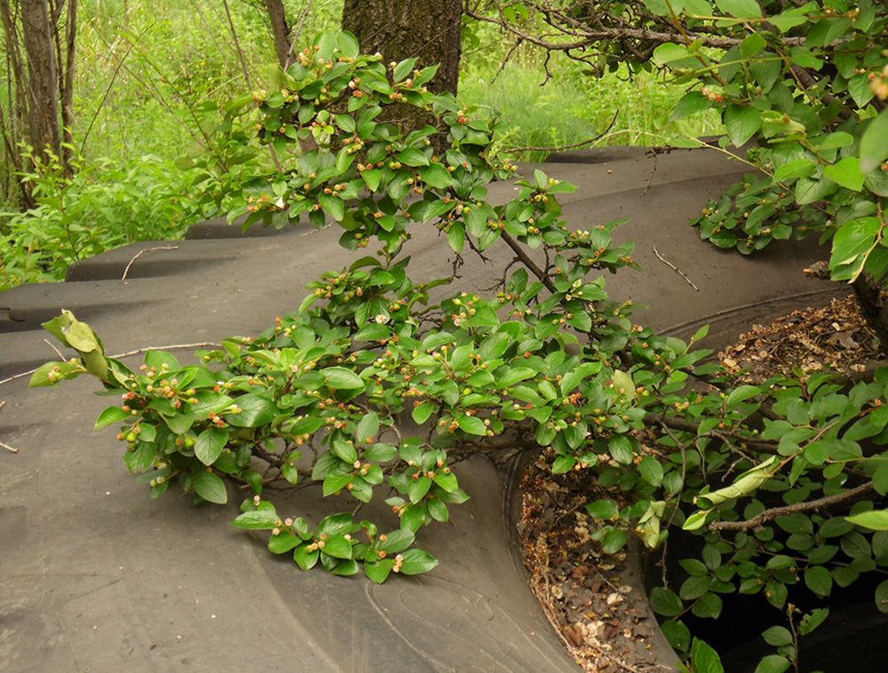 Image of Cotoneaster lucidus specimen.