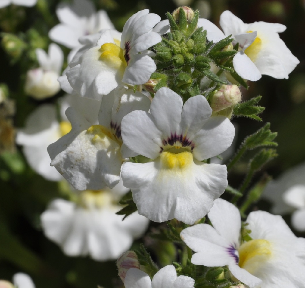 Изображение особи род Nemesia.