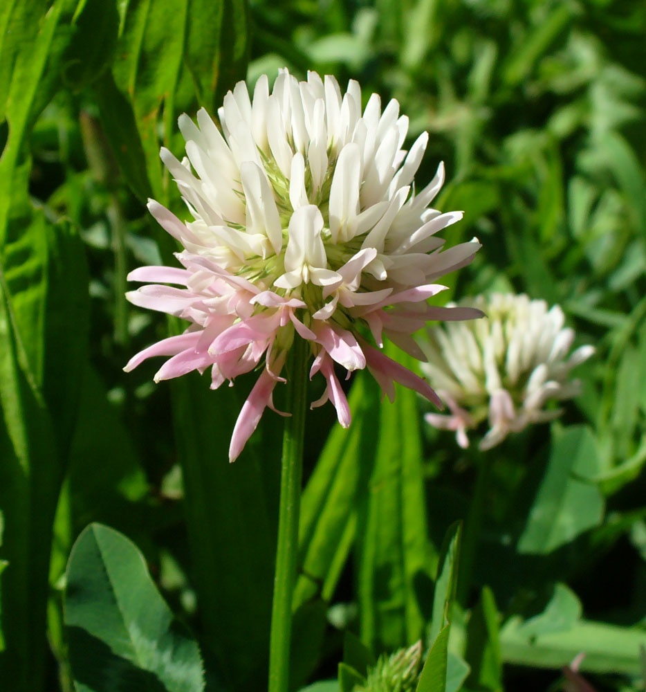 Image of Trifolium ambiguum specimen.