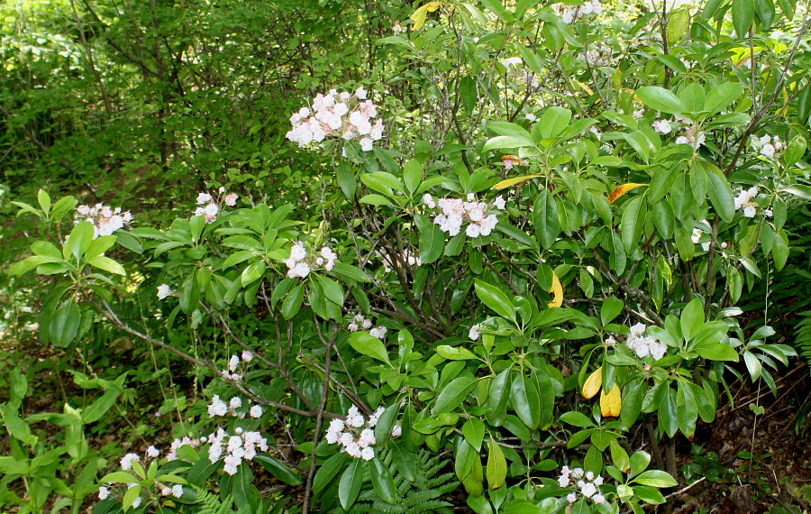 Image of Kalmia latifolia specimen.