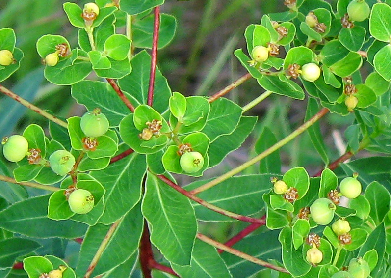 Image of Euphorbia semivillosa specimen.