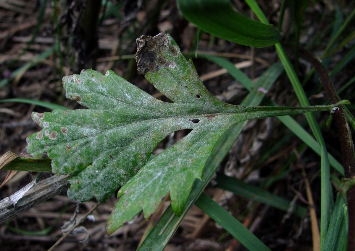 Изображение особи Artemisia vulgaris.