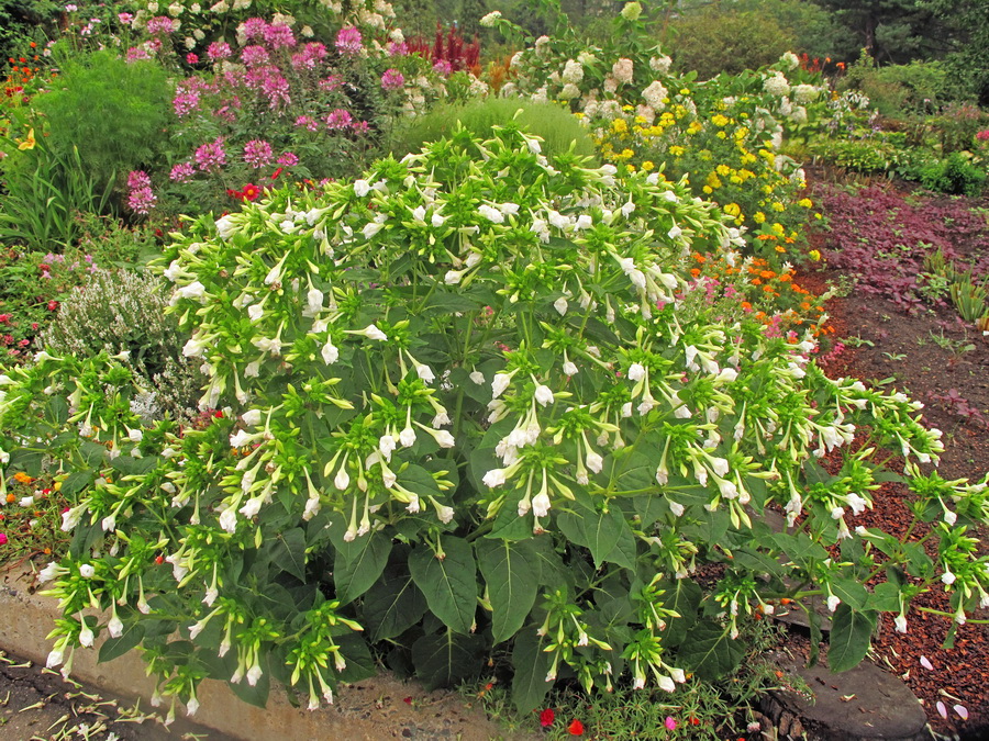 Image of Mirabilis jalapa specimen.