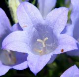 Campanula taurica