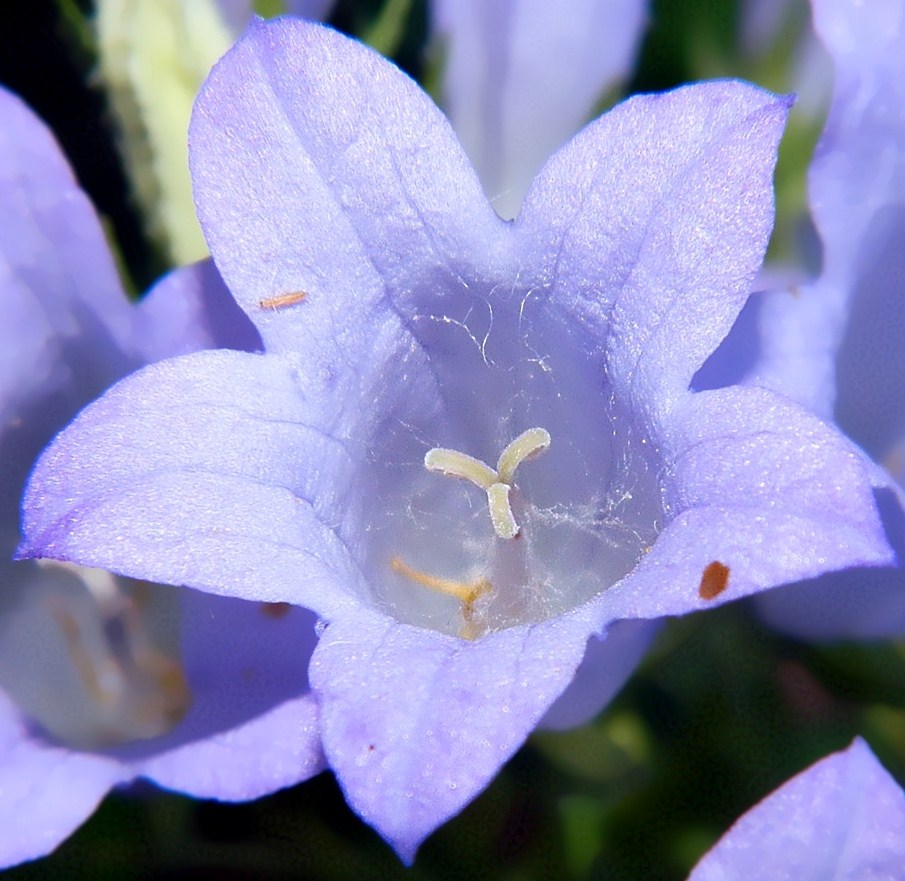 Изображение особи Campanula taurica.