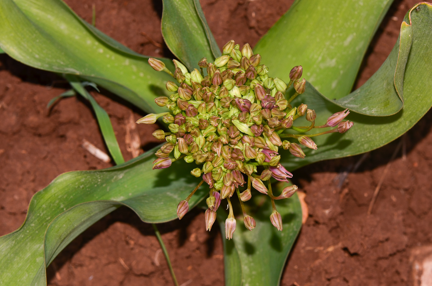 Изображение особи Allium schubertii.