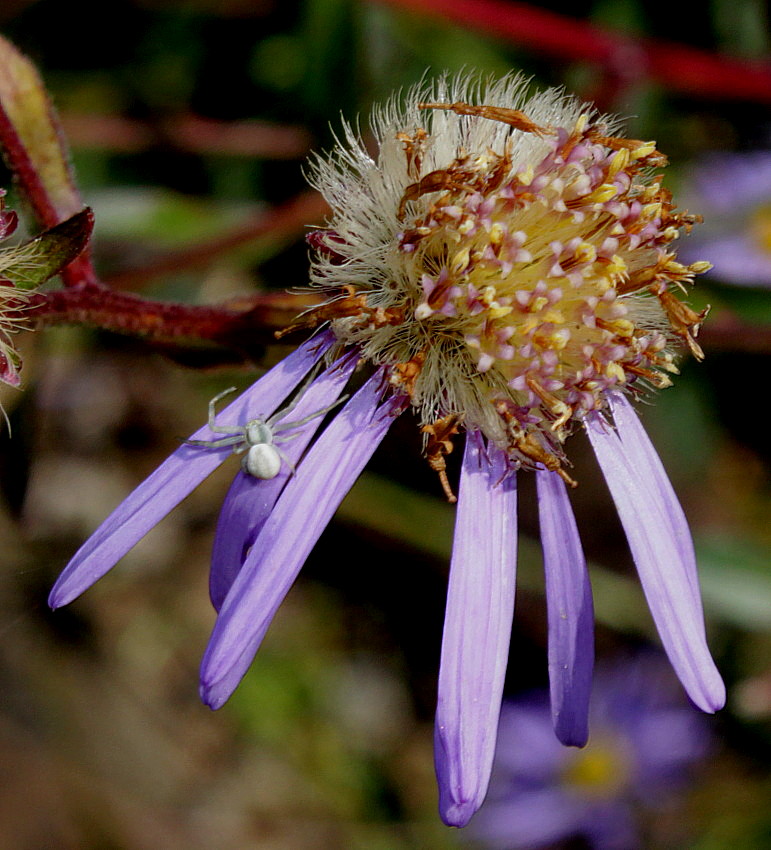 Image of Aster amellus specimen.