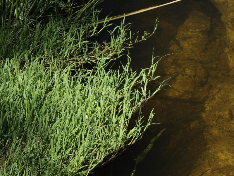 Image of Agrostis stolonifera specimen.