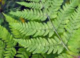 Dryopteris expansa. Часть вайи с сорусами (вид снизу). Соловецкие острова, остров Большой Соловецкий. 06.07.2014.