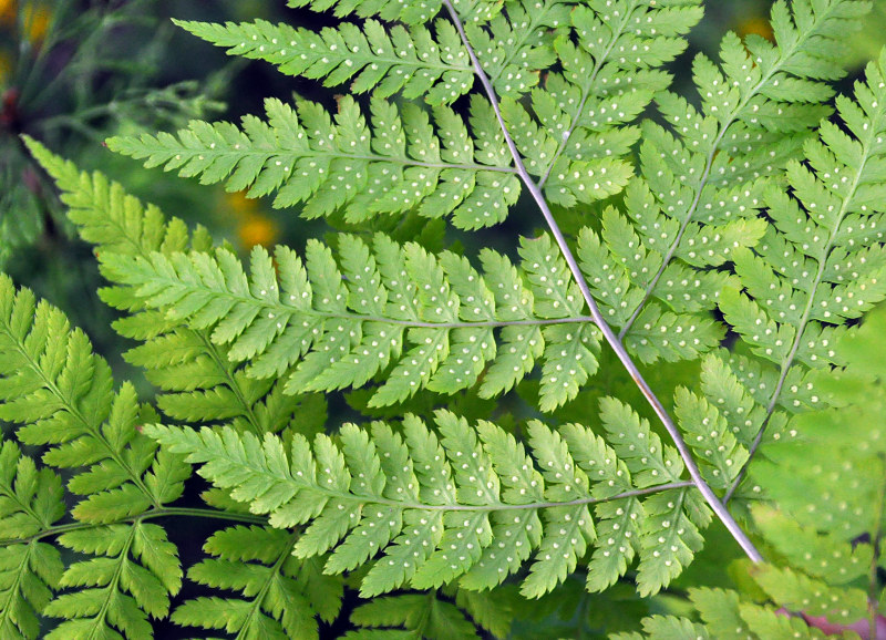 Image of Dryopteris expansa specimen.