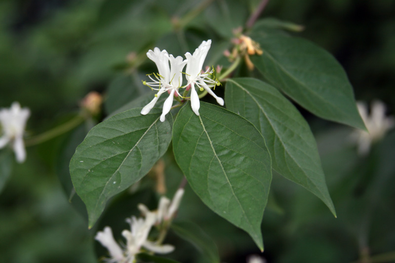 Изображение особи Lonicera maackii.