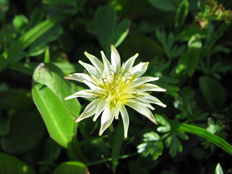 Image of genus Taraxacum specimen.