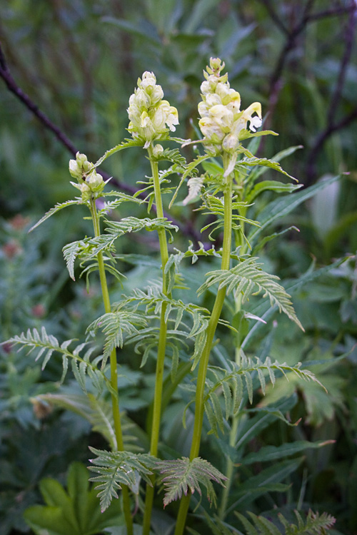 Image of Pedicularis compacta specimen.