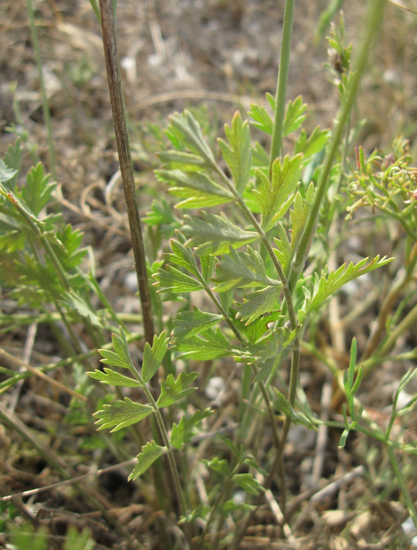 Изображение особи Pimpinella tragium.