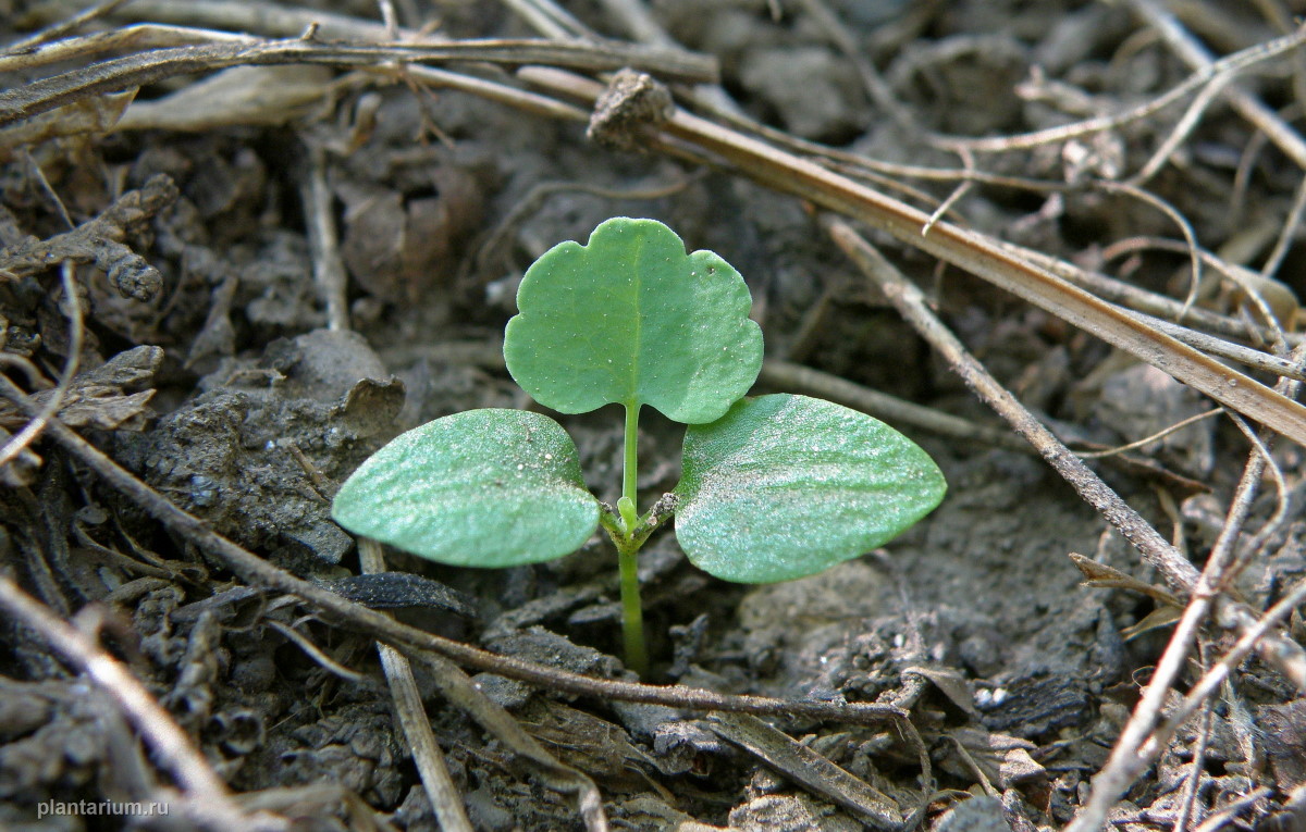 Изображение особи Chelidonium majus.