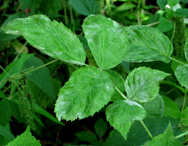 Изображение особи Rubus idaeus.