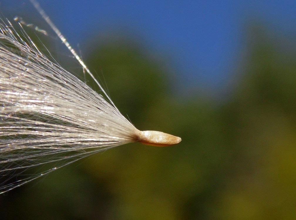 Image of Cirsium setosum specimen.