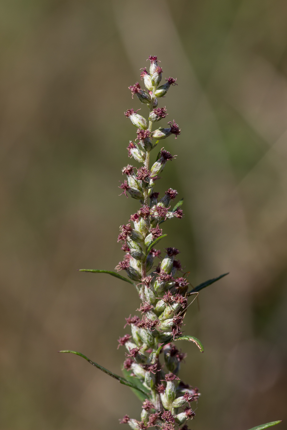 Image of Artemisia vulgaris specimen.