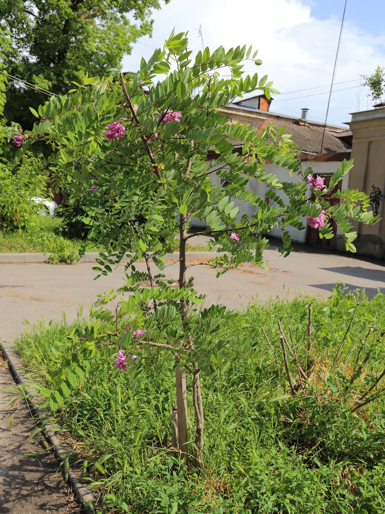 Image of Robinia × longiloba specimen.