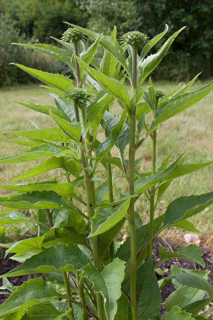 Image of Echinacea purpurea specimen.