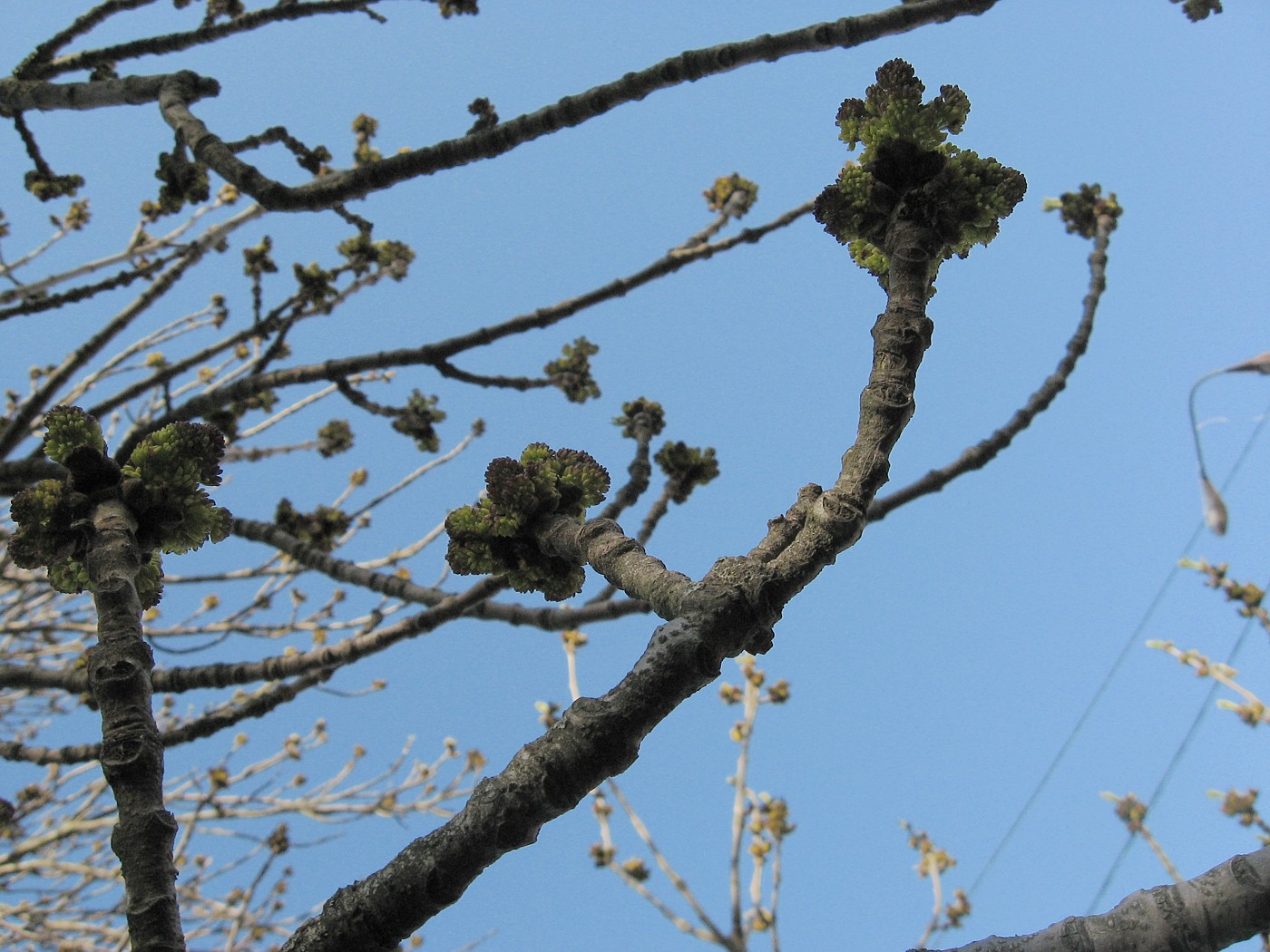 Image of Fraxinus pennsylvanica specimen.