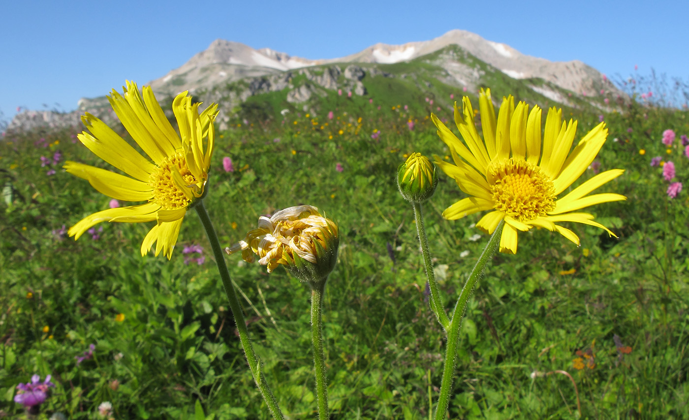 Image of Doronicum macrophyllum specimen.