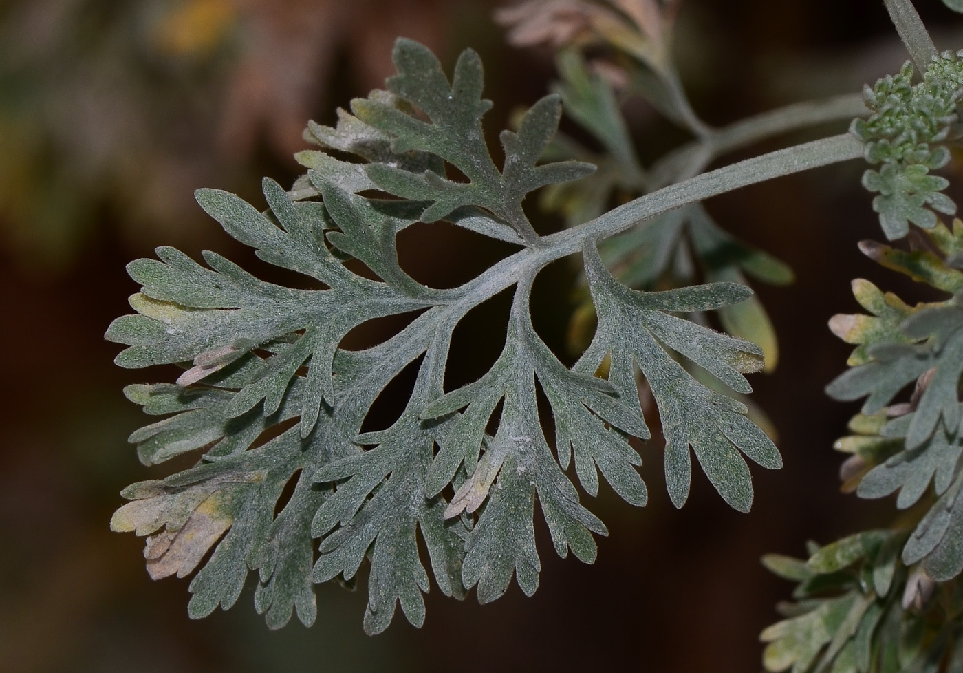 Image of Artemisia arborescens specimen.