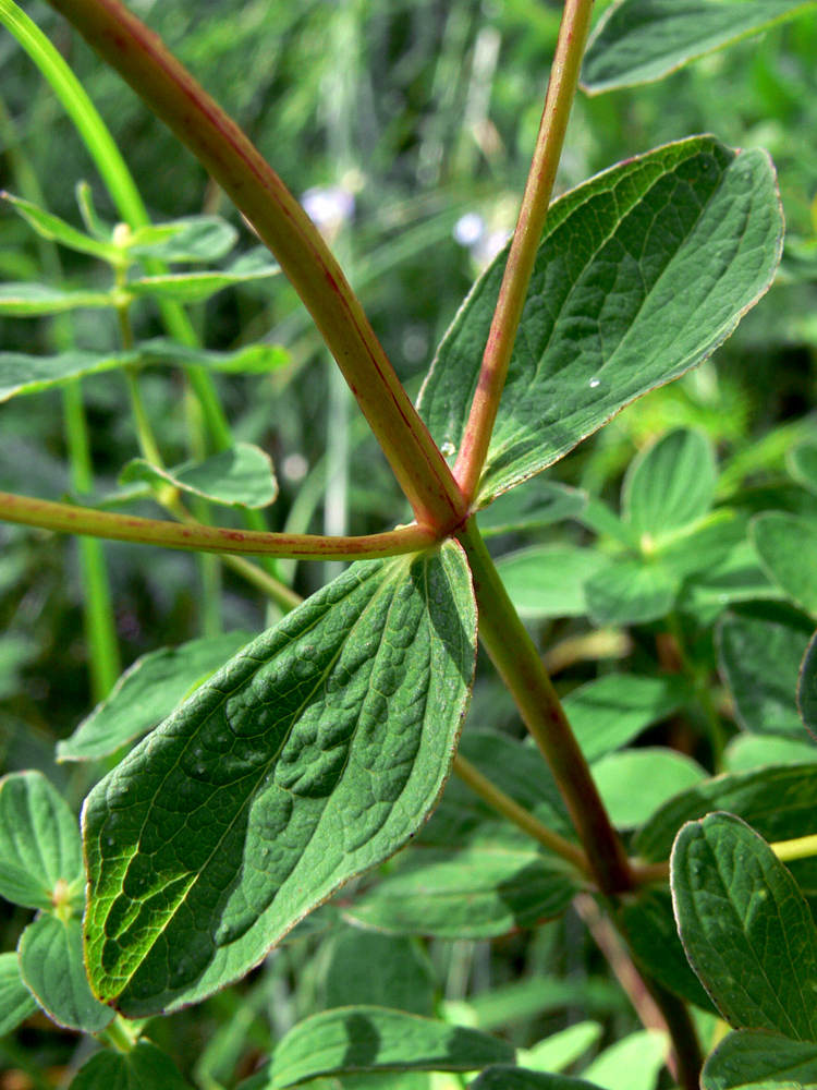 Image of Hypericum maculatum specimen.