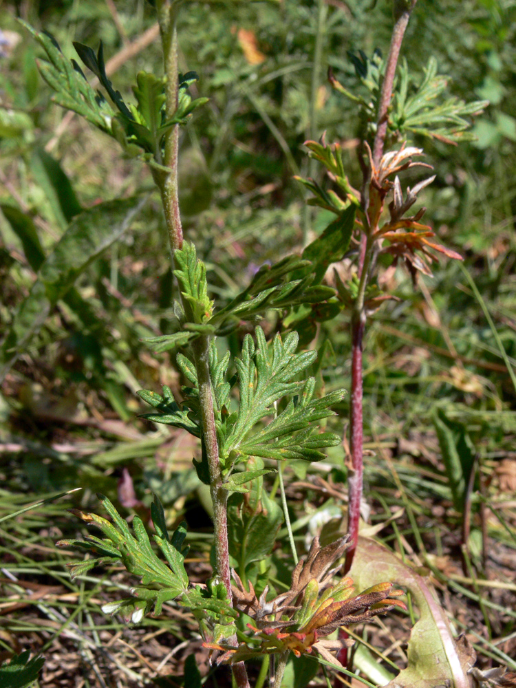 Image of Potentilla argentea specimen.