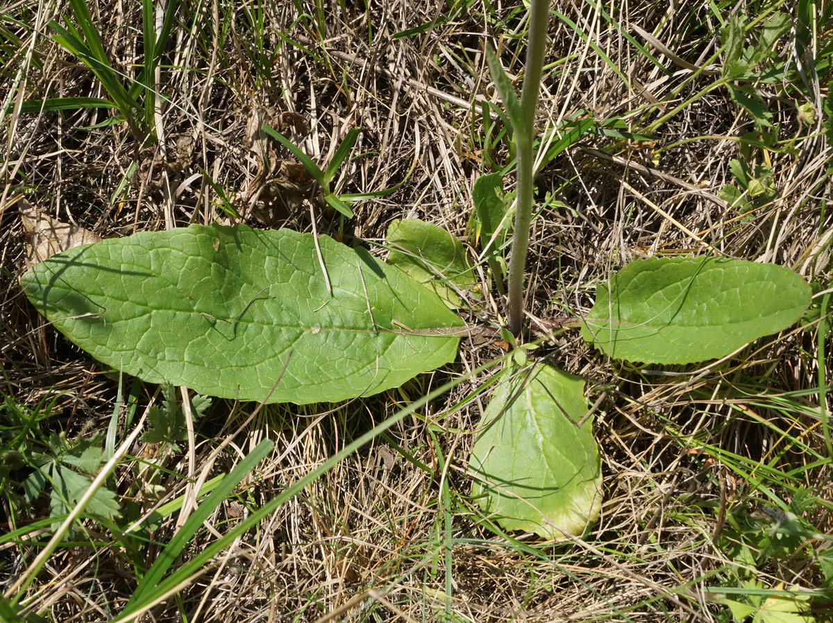 Image of Verbascum phoeniceum specimen.