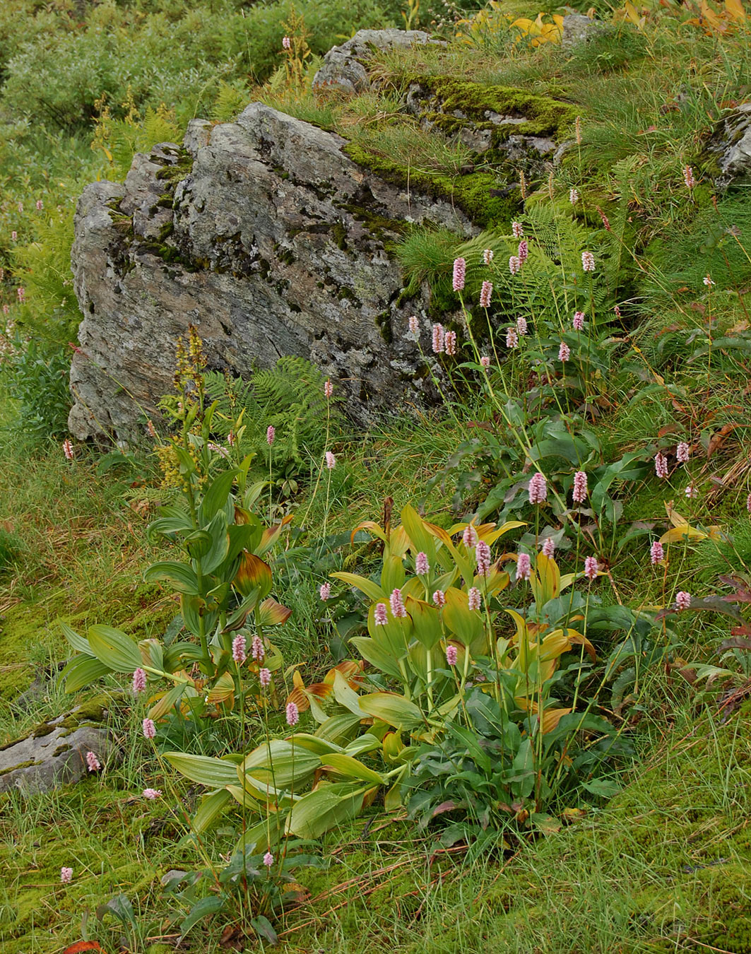 Изображение особи Bistorta officinalis.