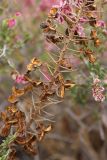 Eremurus tianschanicus. Часть соплодия. Южный Казахстан, Сырдарьинский Каратау, р-н перевала Куюк. 07.10.2014.