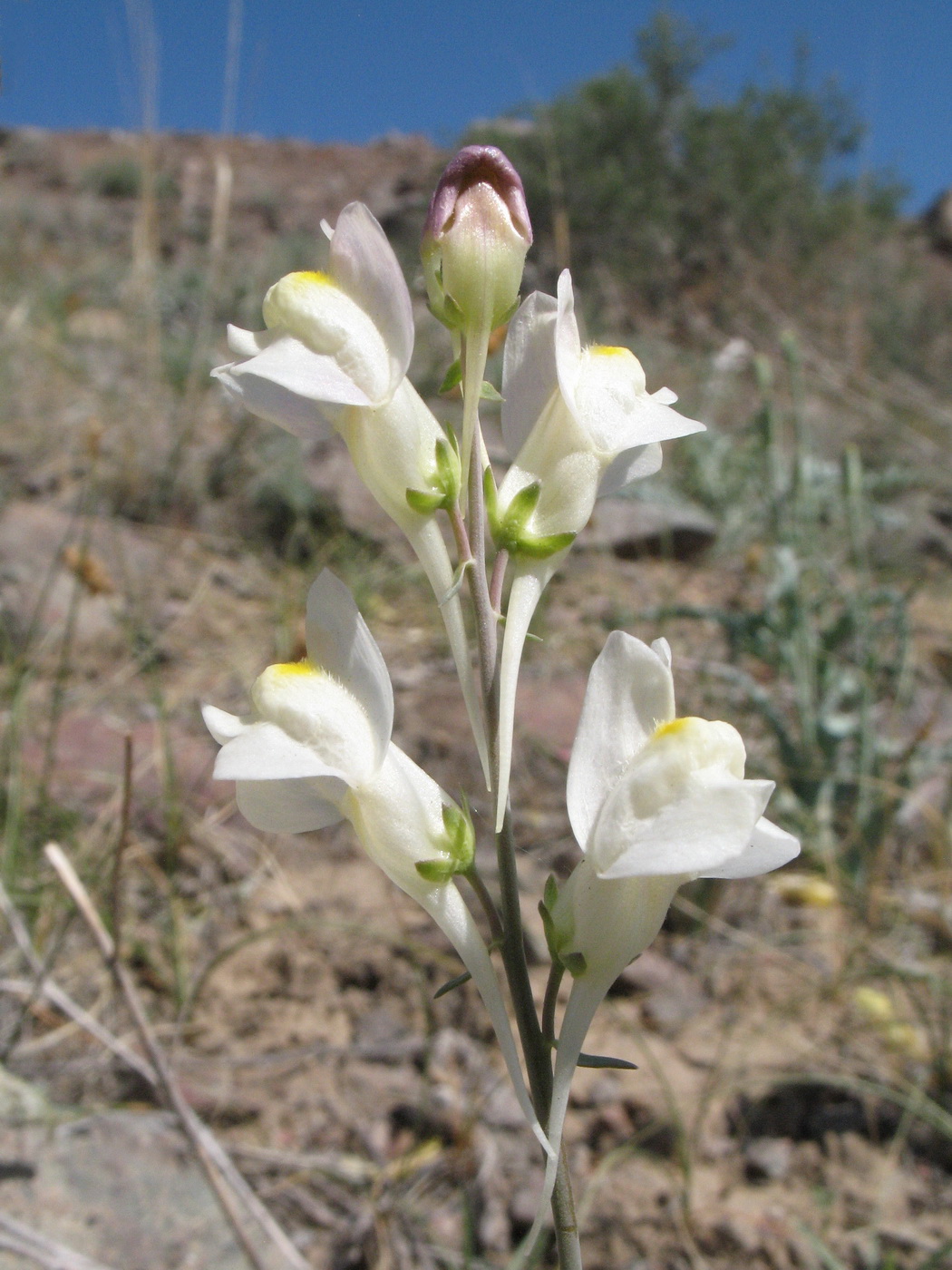 Image of Linaria transiliensis specimen.
