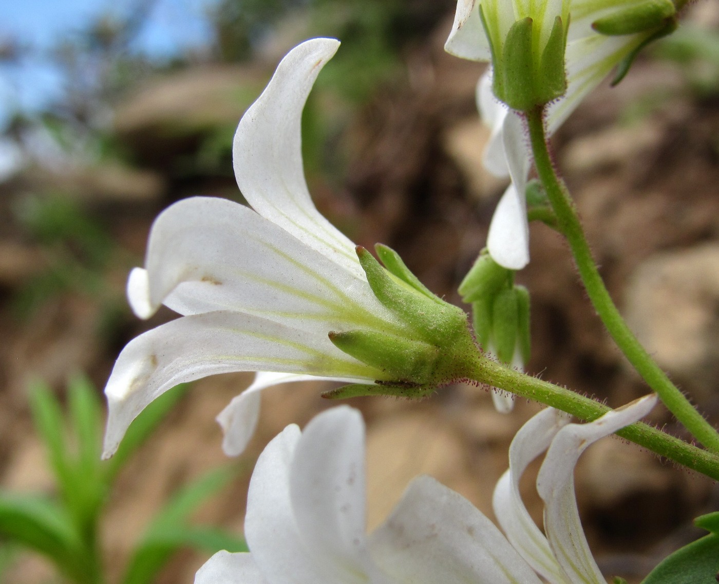 Image of Saxifraga sibirica specimen.