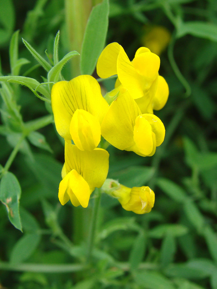 Изображение особи Lathyrus pratensis.