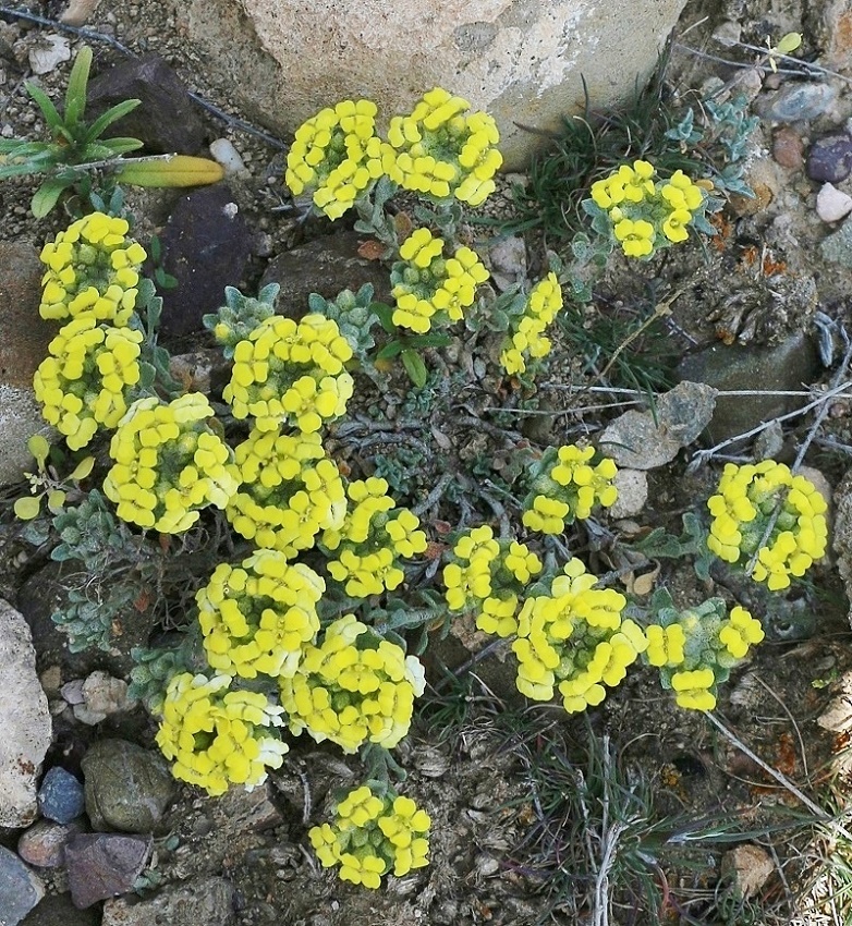 Изображение особи Alyssum persicum.