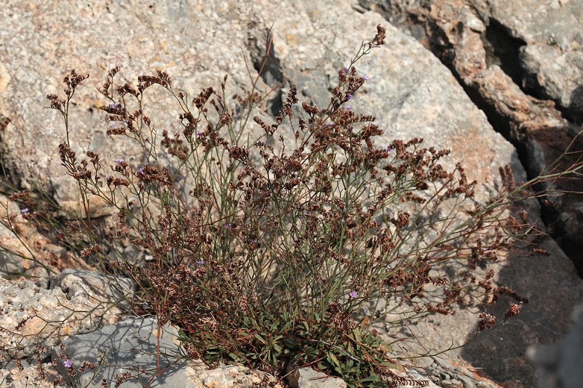 Изображение особи Limonium virgatum.