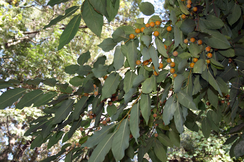 Image of Diospyros lotus specimen.