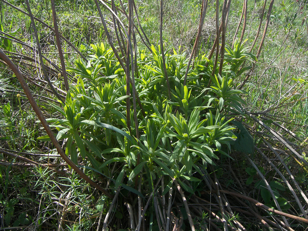 Image of Euphorbia semivillosa specimen.