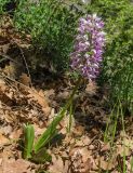 Orchis simia