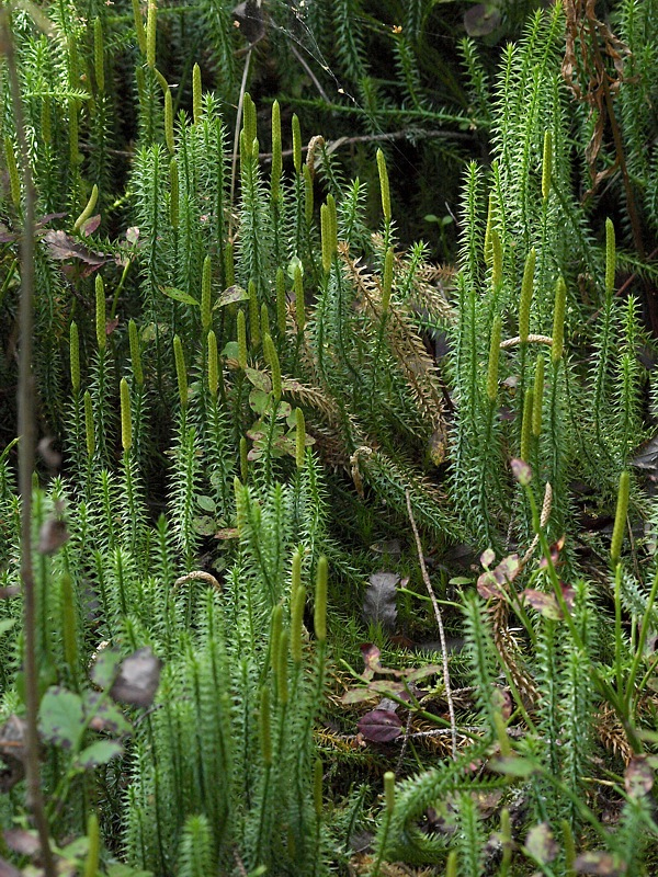 Изображение особи Lycopodium annotinum.