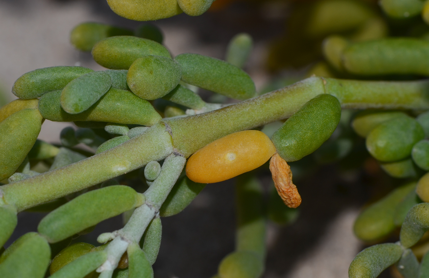 Image of Tetraena fontanesii specimen.