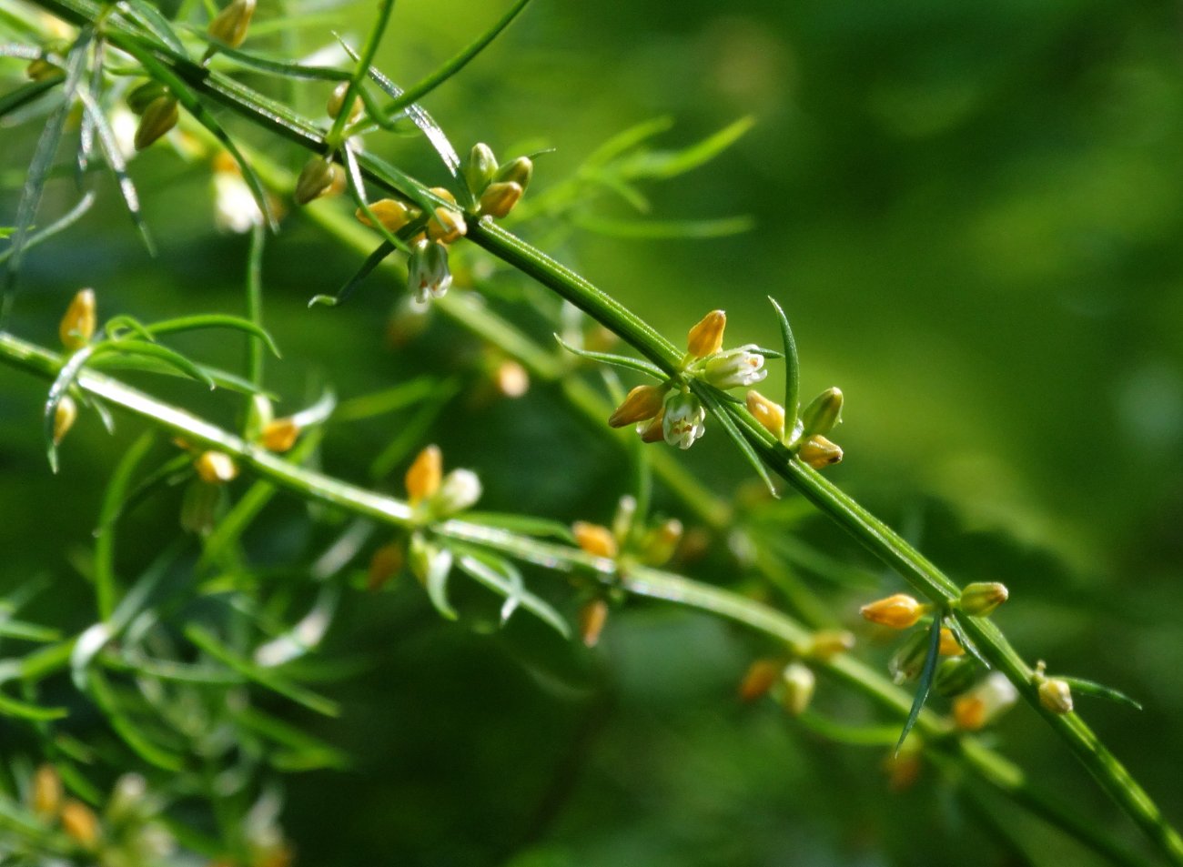 Изображение особи Asparagus schoberioides.