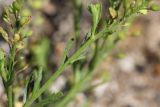 Lepidium densiflorum. Верхняя часть стебля с листьями и плодами. Костромская обл., окр. г. Нерехта, железнодорожная насыпь. 01.07.2016.