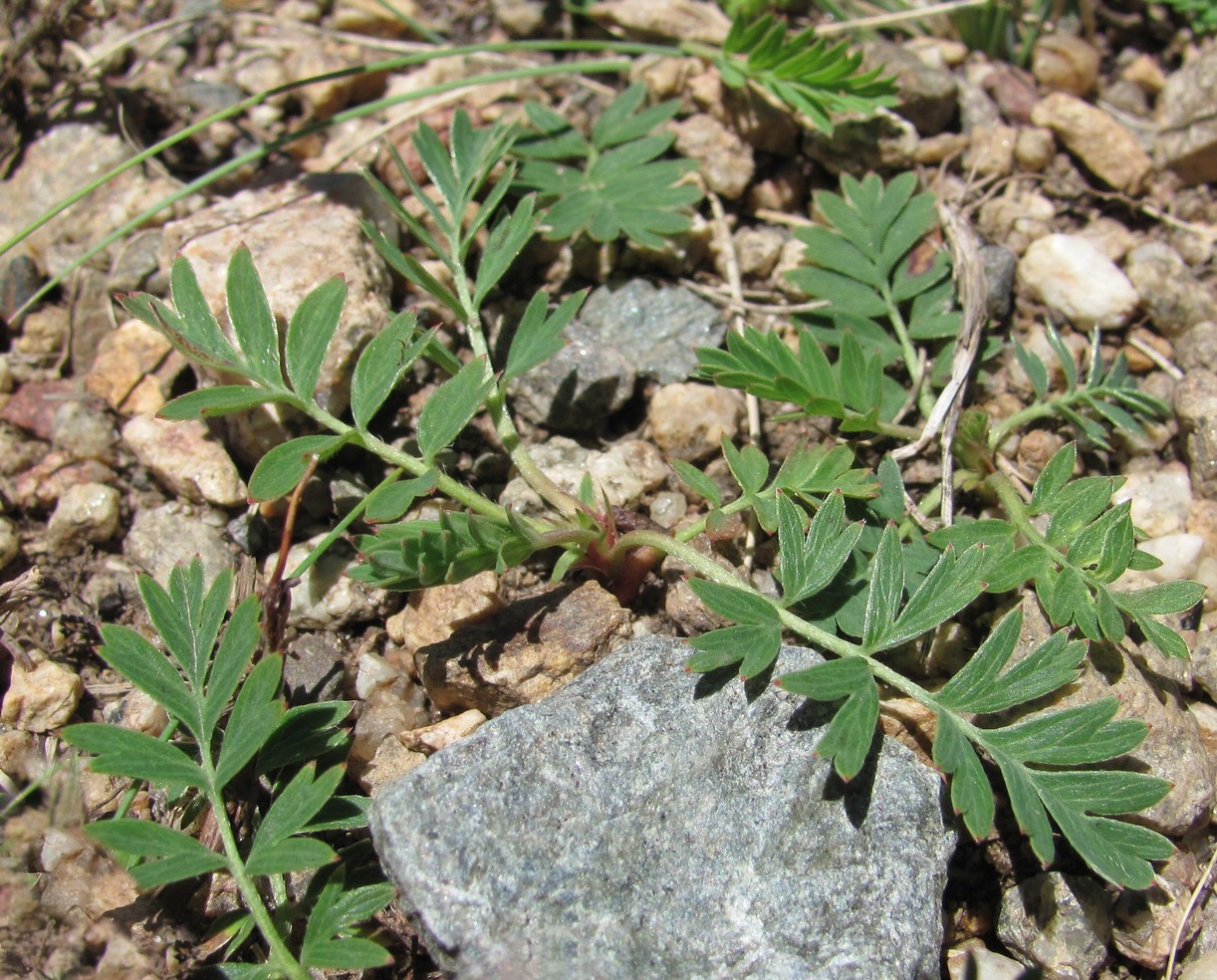 Image of Potentilla orientalis specimen.