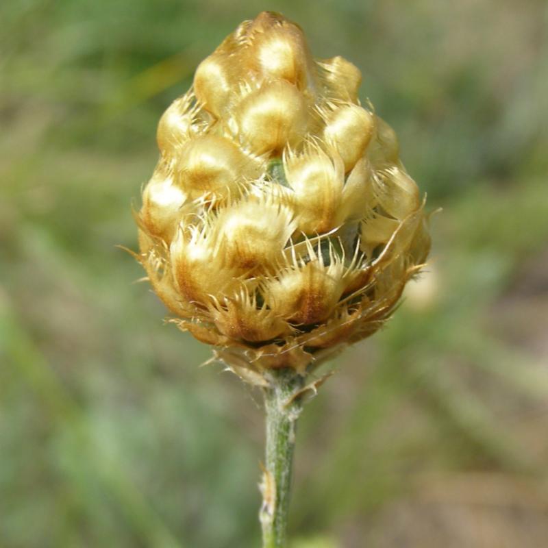 Изображение особи Centaurea orientalis.