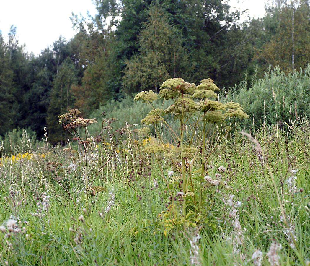 Image of Angelica sylvestris specimen.