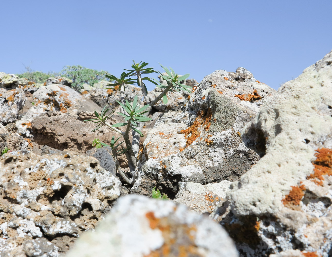 Image of Euphorbia balsamifera specimen.